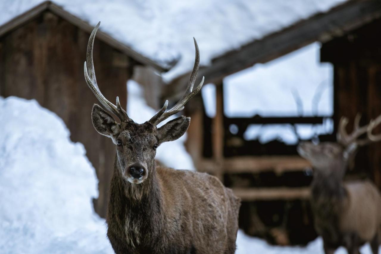 Chalet Alpenrose Bio Wellness Naturhotel Cogolo Exterior foto